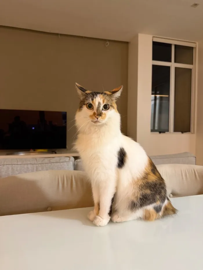 Gato raça SRD-ViraLata idade 4 anos nome Magali 