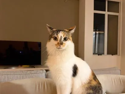 Gato raça SRD-ViraLata idade 4 anos nome Magali 