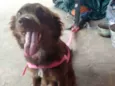 Mel