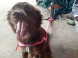 Cachorro raça SRD-ViraLata idade 2 anos nome Mel