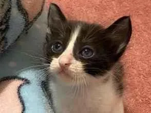 Gato raça SRD-ViraLata idade Abaixo de 2 meses nome Filhotinho de Gato