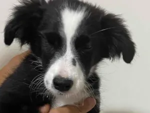 Cachorro raça SRD-ViraLata idade 2 a 6 meses nome não sei