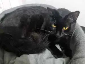 Gato raça SRD-ViraLata idade 7 a 11 meses nome Sem nome