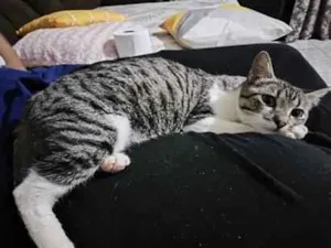 Gato raça SRD-ViraLata idade 2 a 6 meses nome Loki