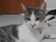 Amora