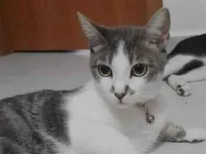 Gato raça SRD-ViraLata idade 1 ano nome Amora