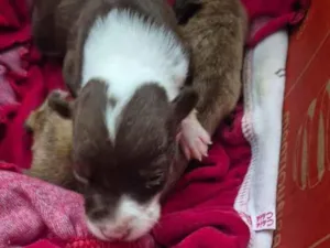 Cachorro raça SRD-ViraLata idade 2 a 6 meses nome Sapequinha