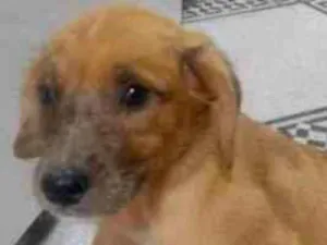 Cachorro raça SRD-ViraLata idade Abaixo de 2 meses nome florzinha 