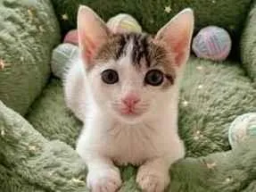 Gato raça SRD-ViraLata idade Abaixo de 2 meses nome VINI