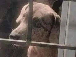 Cachorro raça SRD-ViraLata idade 4 anos nome Channel 