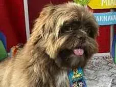 Cachorro raça Shitzu idade 1 ano nome Toddy