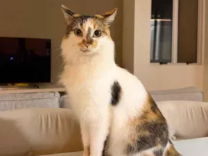 Gato raça SRD-ViraLata idade 4 anos nome Magali 
