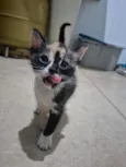 Bia