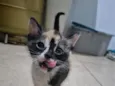 Bia