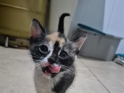 Gato raça SRD-ViraLata idade Abaixo de 2 meses nome Bia
