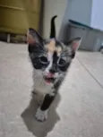 Bia