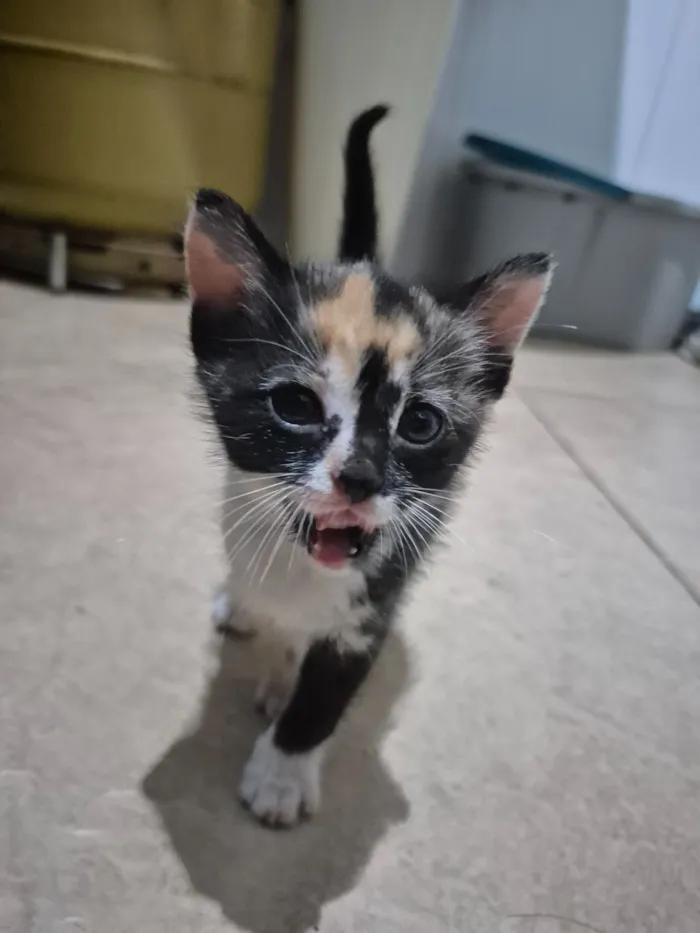Gato raça SRD-ViraLata idade Abaixo de 2 meses nome Bia