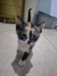 Bia