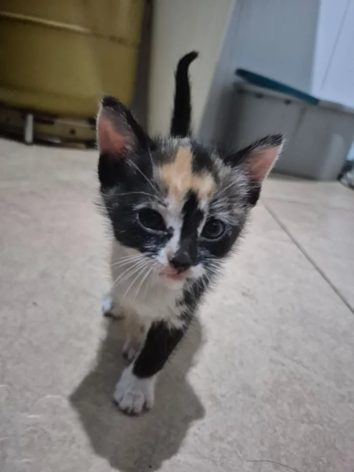 Gato raça SRD-ViraLata idade Abaixo de 2 meses nome Bia