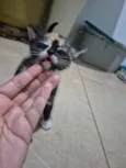 Bia
