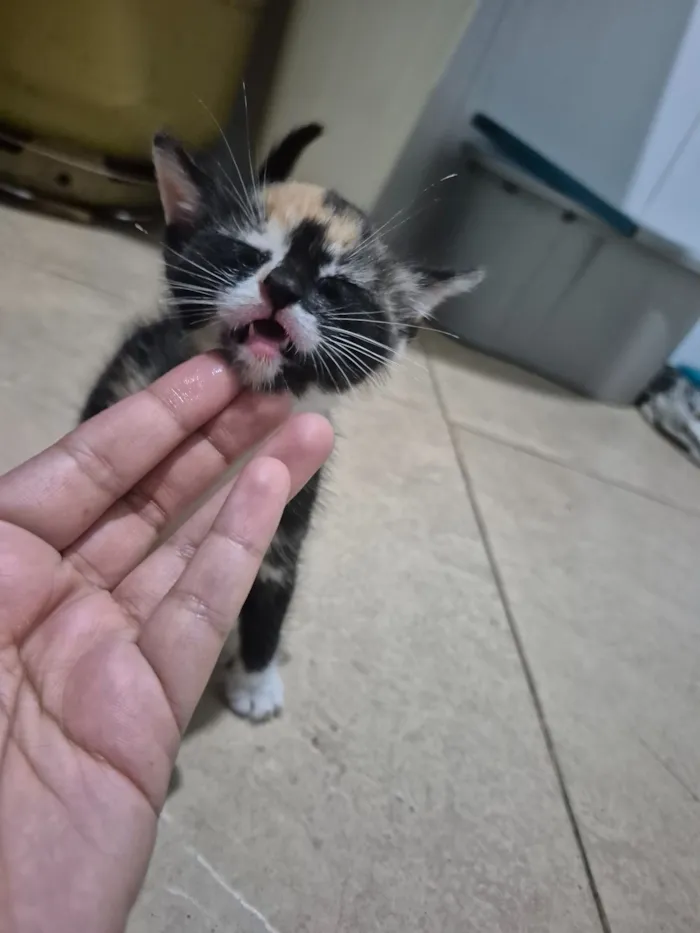 Gato raça SRD-ViraLata idade Abaixo de 2 meses nome Bia