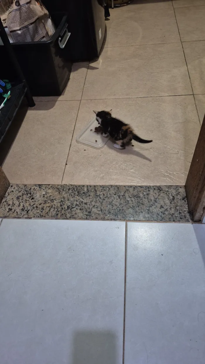 Gato raça SRD-ViraLata idade Abaixo de 2 meses nome Bia