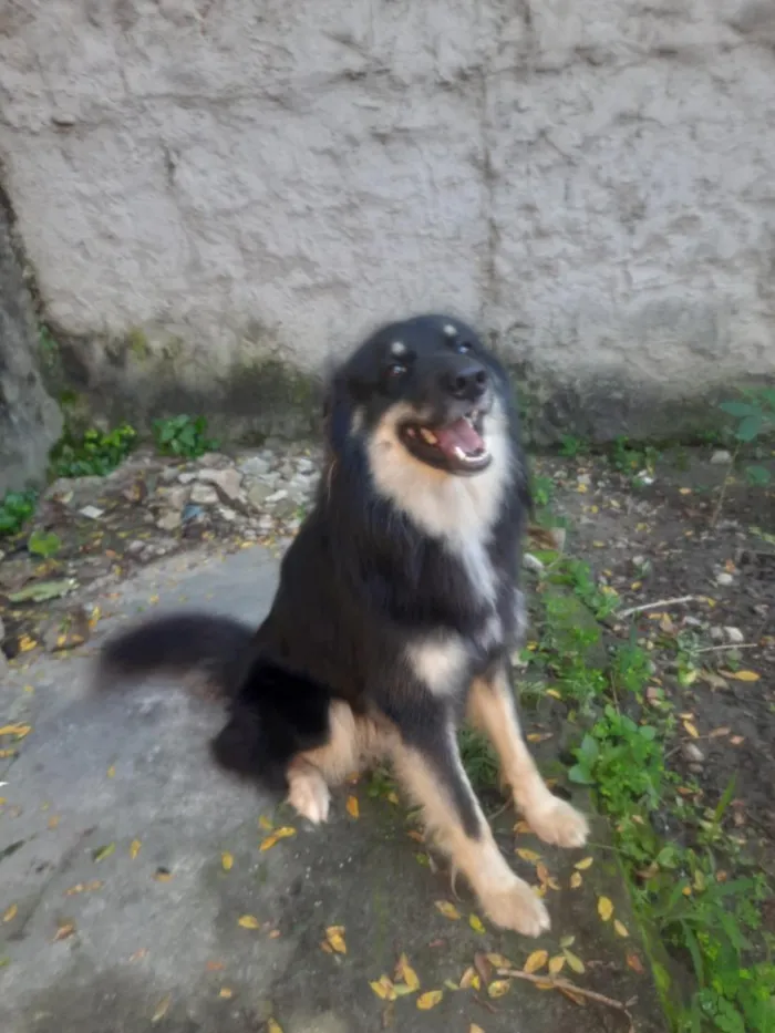 Cachorro raça SRD-ViraLata idade 2 anos nome Hangar