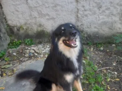 Cachorro raça SRD-ViraLata idade 2 anos nome Hangar