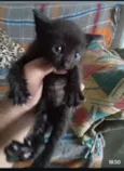 ?? DOAÇÃO RESPONSÁVEL ?? Esse bebê lindo está procurando um lar cheio de amor e carinho! ?? Muito fofinho, carinhoso e esperando uma família para cuid