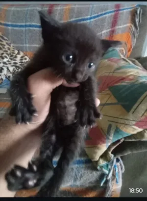 Gato raça SRD-ViraLata idade 2 a 6 meses nome ?? DOAÇÃO RESPONSÁVEL ?? Esse bebê lindo está procurando um lar cheio de amor e carinho! ?? Muito fofinho, carinhoso e esperando uma família para cuid