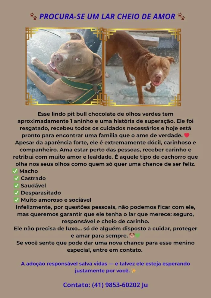 Cachorro raça Pit-Bull idade 7 a 11 meses nome Cookie