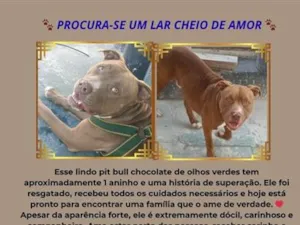 Cachorro raça Pit-Bull idade 7 a 11 meses nome Cookie