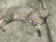 Catarina 