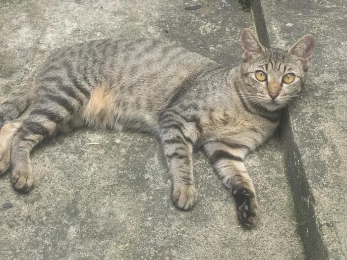 Gato raça SRD-ViraLata idade 1 ano nome Catarina 