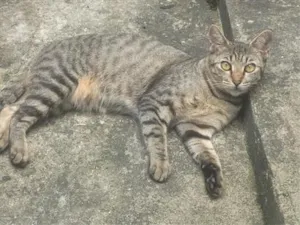 Gato raça SRD-ViraLata idade 1 ano nome Catarina 