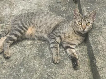 Gato raça SRD-ViraLata idade 1 ano nome Catarina 
