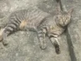 Catarina