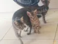 mina a gata e o macho não tem nome 