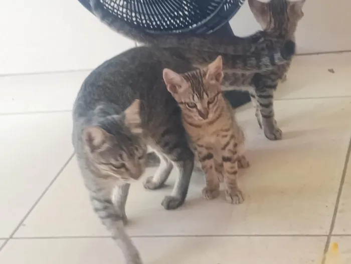 Gato raça SRD-ViraLata idade 2 a 6 meses nome mina a gata e o macho não tem nome 