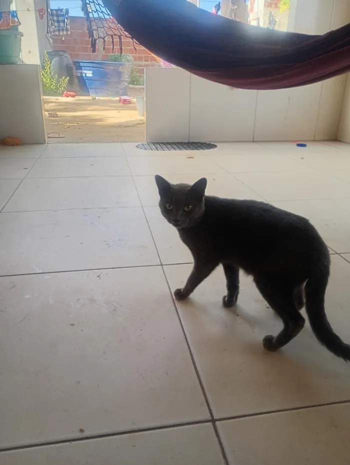Gato raça SRD-ViraLata idade 2 a 6 meses nome mina a gata e o macho não tem nome 