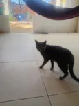 mina a gata e o macho não tem nome