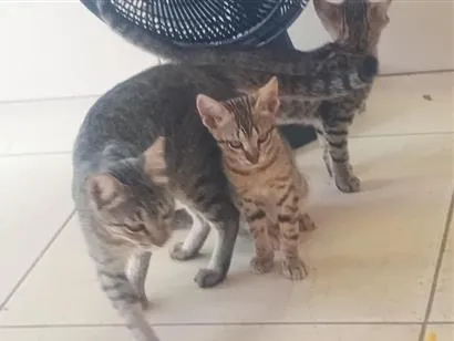 Gato raça SRD-ViraLata idade 2 a 6 meses nome mina a gata e o macho não tem nome 