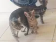 mina a gata e o macho não tem nome