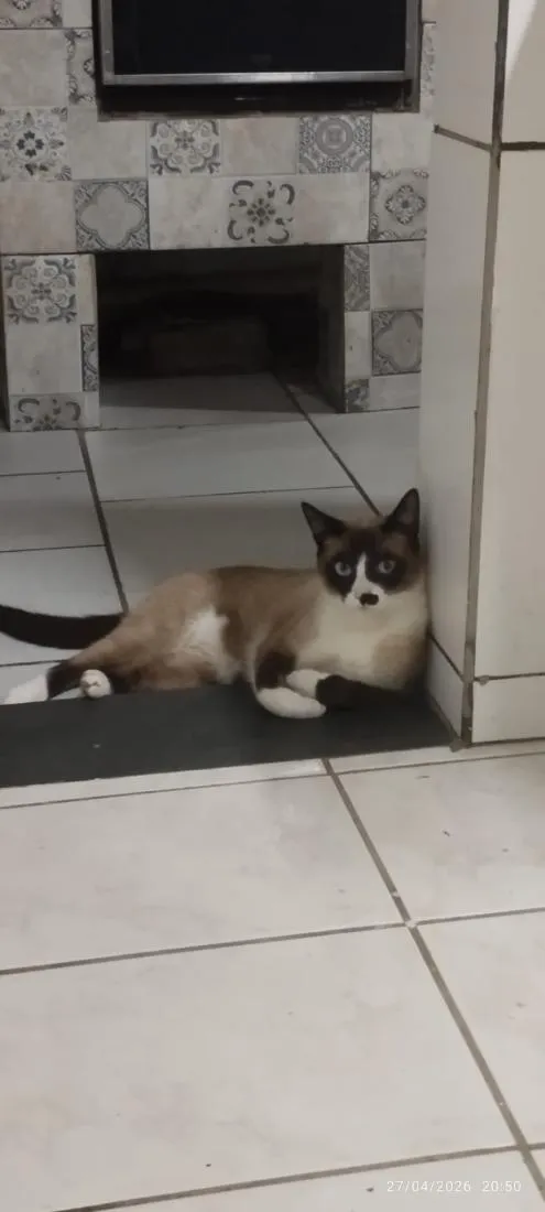 Gato raça SRD-ViraLata idade 1 ano nome Baruk