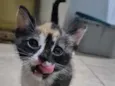 Bia