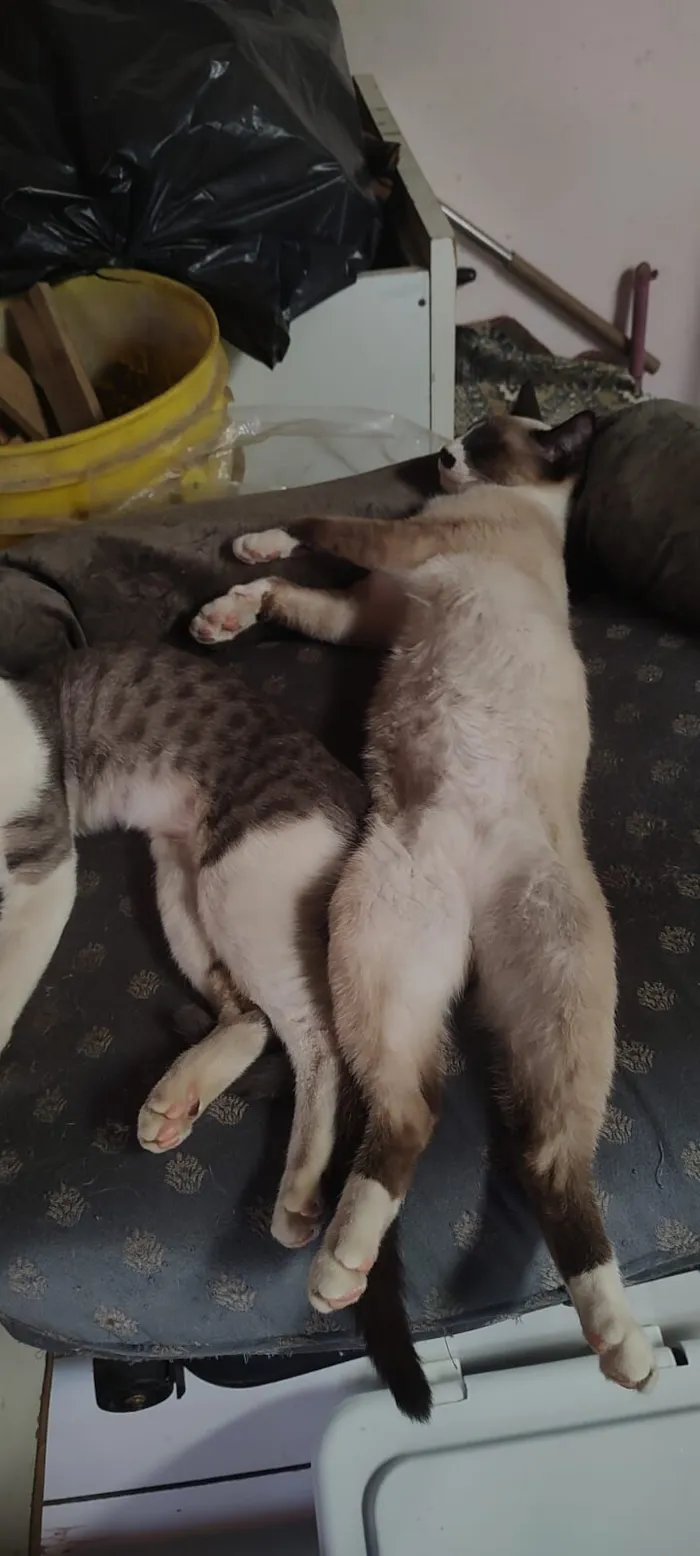 Gato raça SRD-ViraLata idade 1 ano nome Baruk
