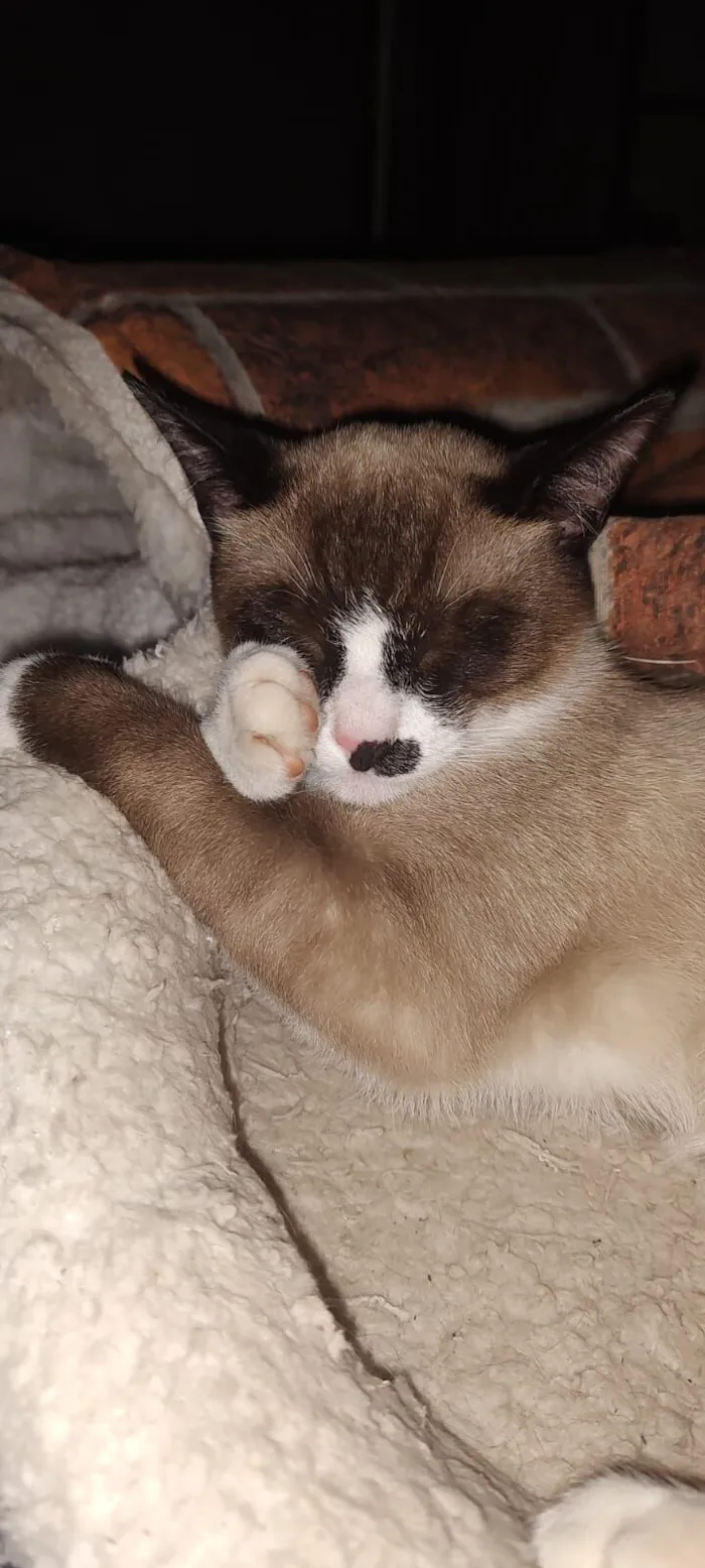 Gato raça SRD-ViraLata idade 1 ano nome Baruk