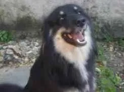 Cachorro raça SRD-ViraLata idade 2 anos nome Hangar