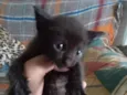 ?? DOAÇÃO RESPONSÁVEL ?? Esse bebê lindo está procurando um lar cheio de amor e carinho! ?? Muito fofinho, carinhoso e esperando uma família para cuid