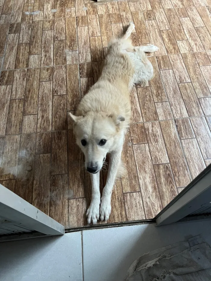 Cachorro raça SRD-ViraLata idade 5 anos nome Tholfe